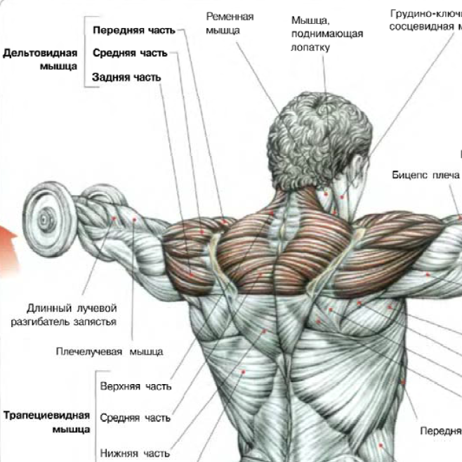 подъем-гантелей-встороны