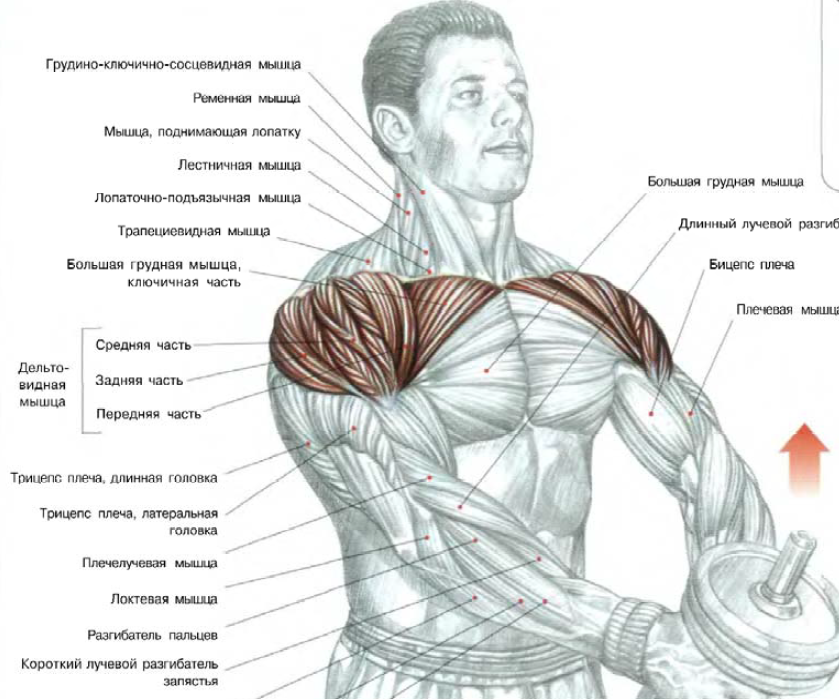 подъем-содной-гантелью
