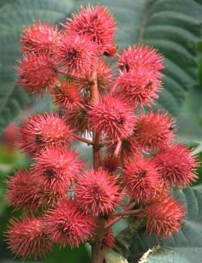 Castor oil - restoration of damaged hair